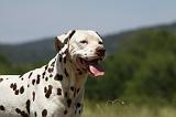 DALMATIEN 379